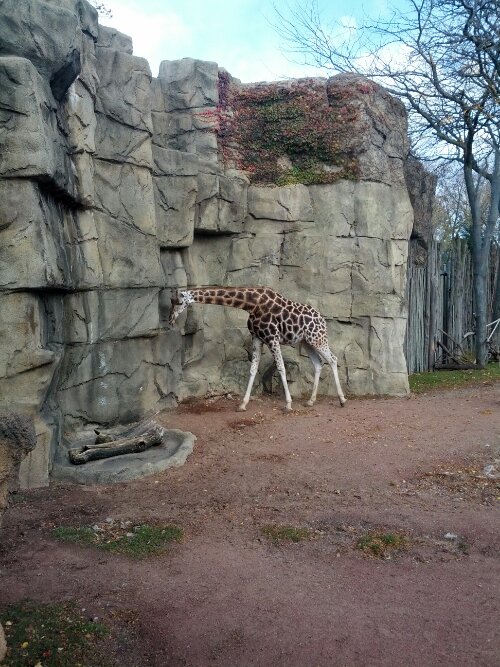 Giraffe